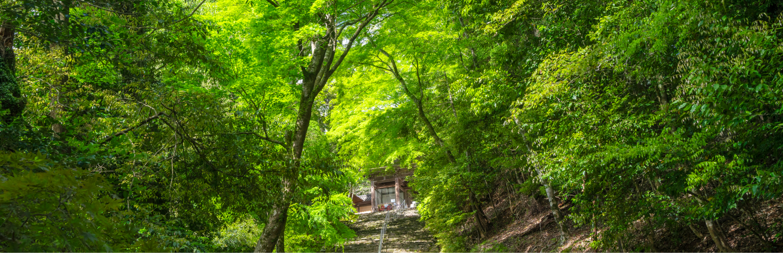 お寺の写真
